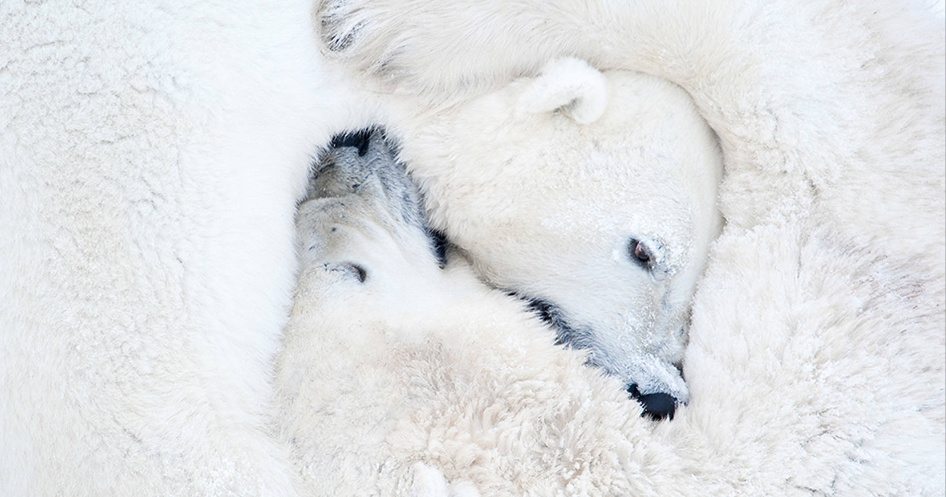 Daisy Gilardini Polar Bear image